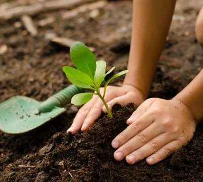 reforestation and replanting